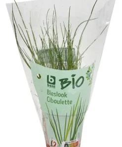 B BIO ciboulette plante 1pc